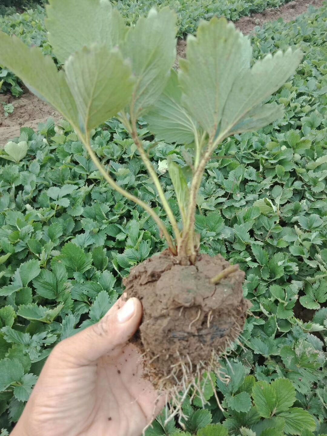 紅實美草莓苗便宜、紅實美草莓苗山東種植基地