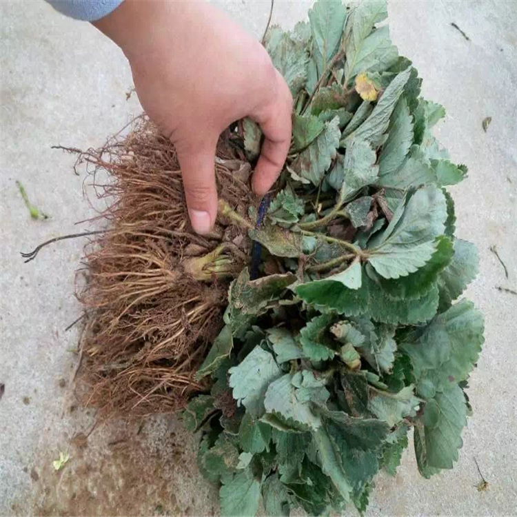 粉草莓苗批發價格、粉草莓苗價格報價