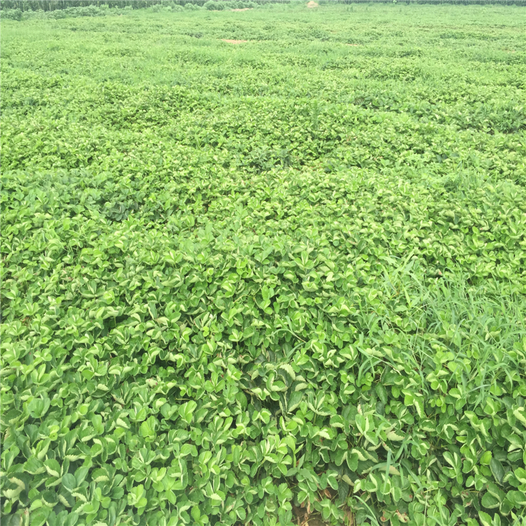清香草莓苗便宜、清香草莓苗山東種植基地