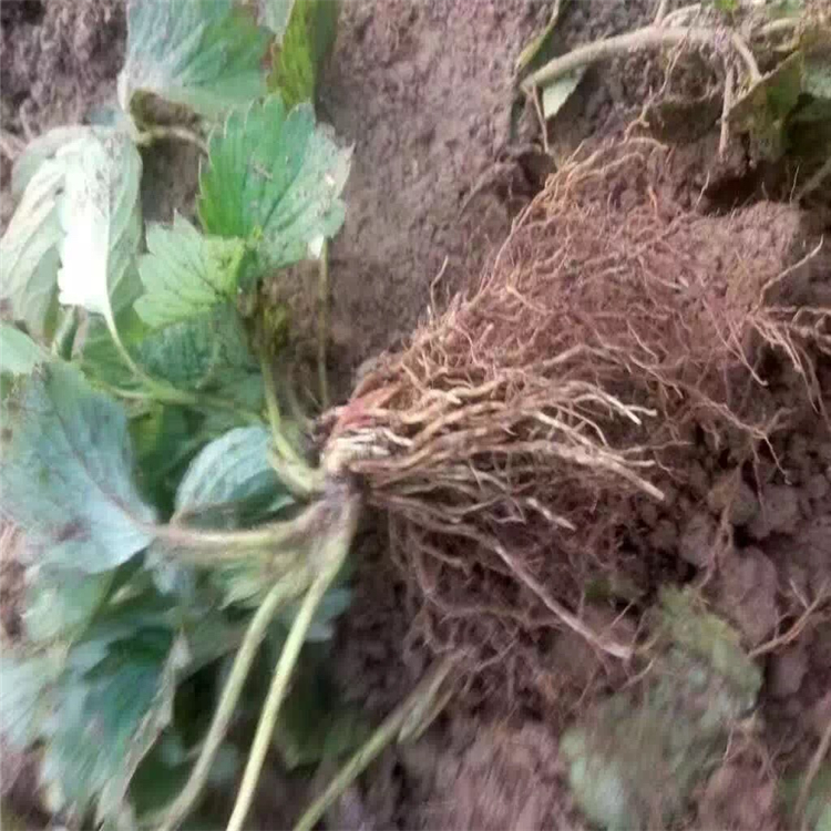 咖啡草莓苗批發(fā)價格、咖啡草莓苗價格報價