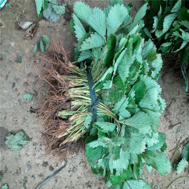 天仙醉草莓苗便宜、天仙醉草莓苗山東種植基地