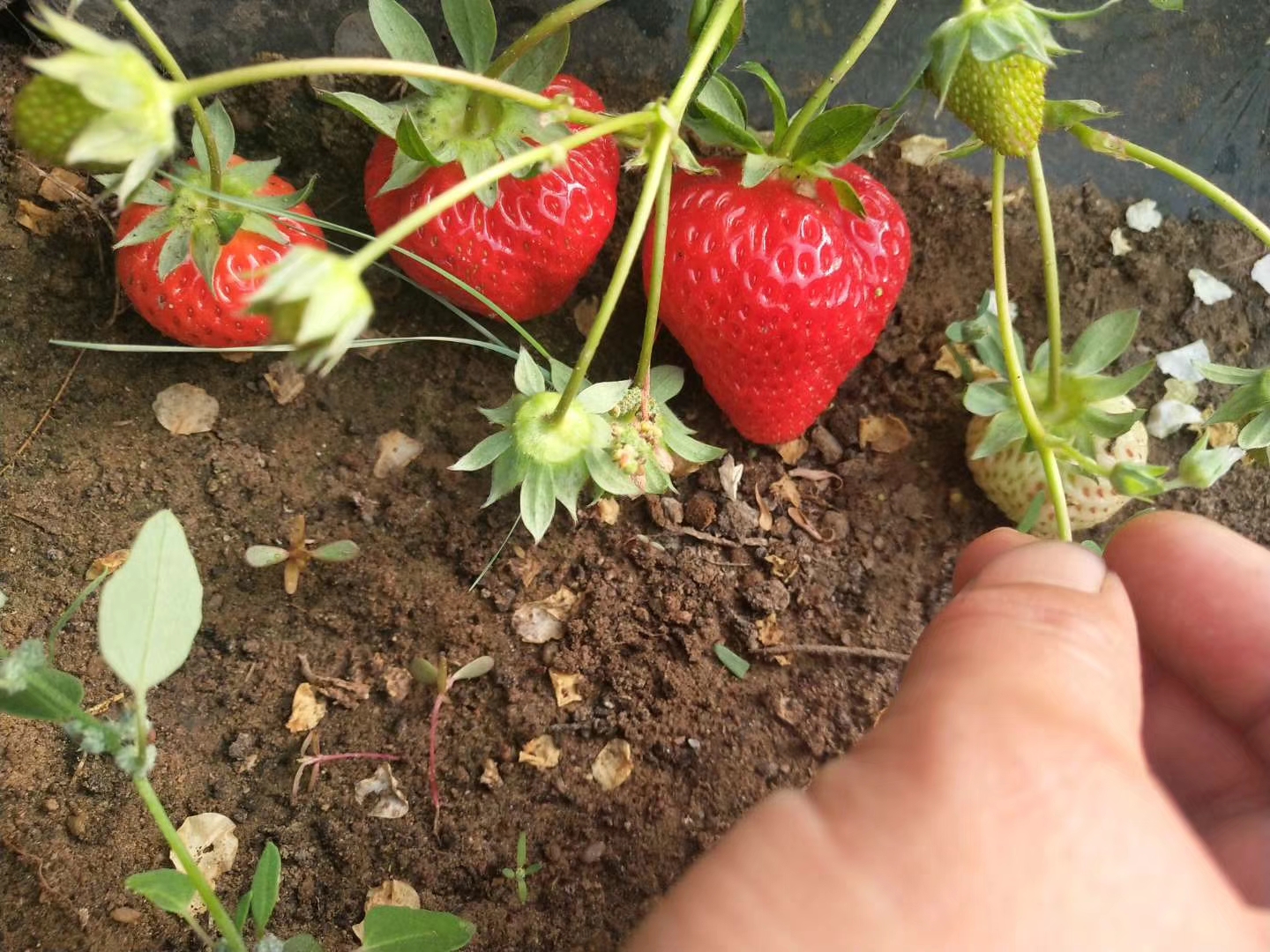 粉草莓苗批發價格、粉草莓苗價格報價