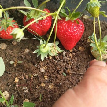 妙香草莓苗便宜、妙香草莓苗山东种植基地