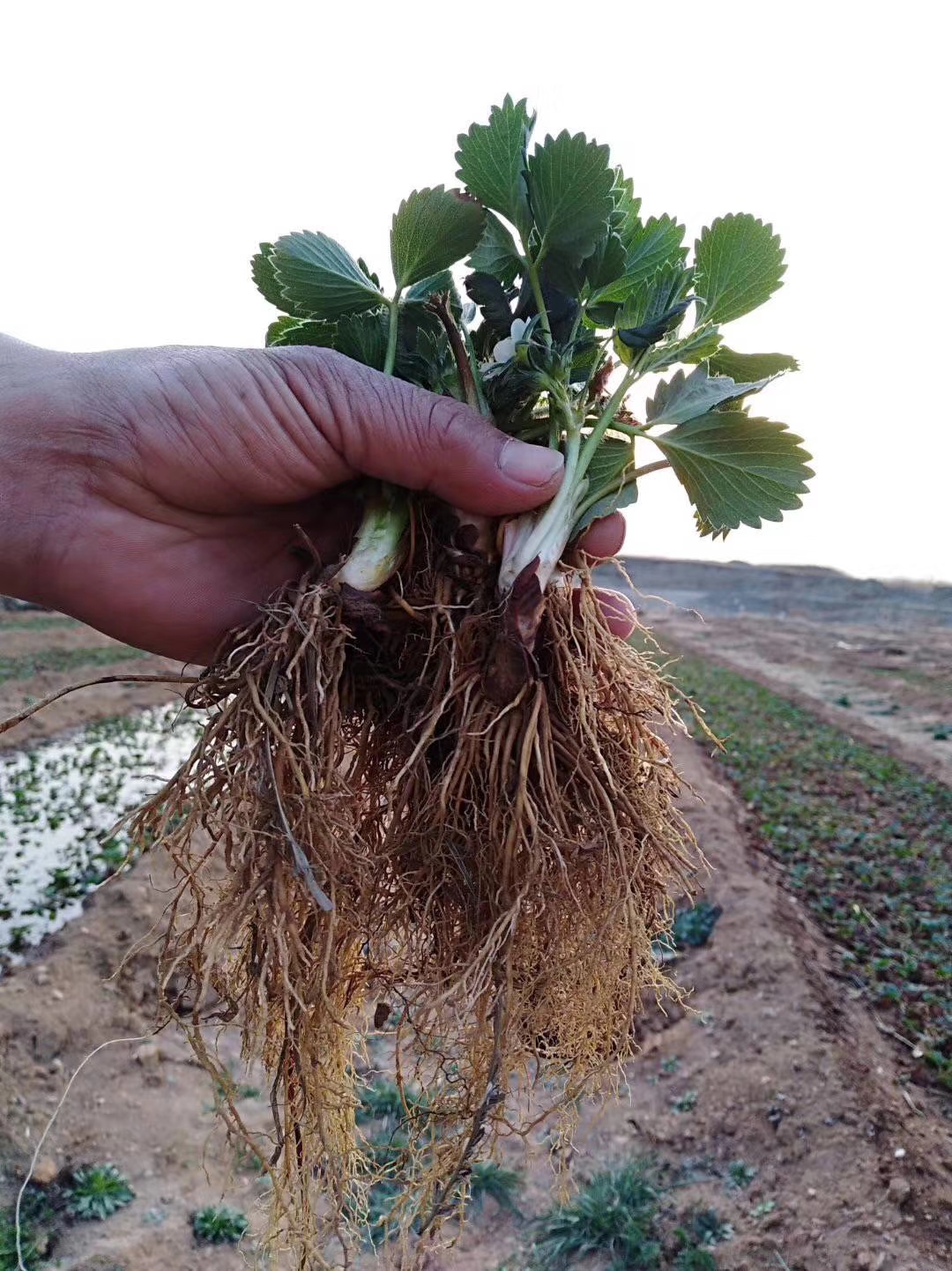 白泡草莓苗便宜、白泡草莓苗山东种植基地