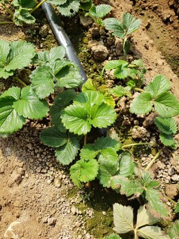 四季赛娃草莓苗便宜、四季赛娃草莓苗山东种植基地