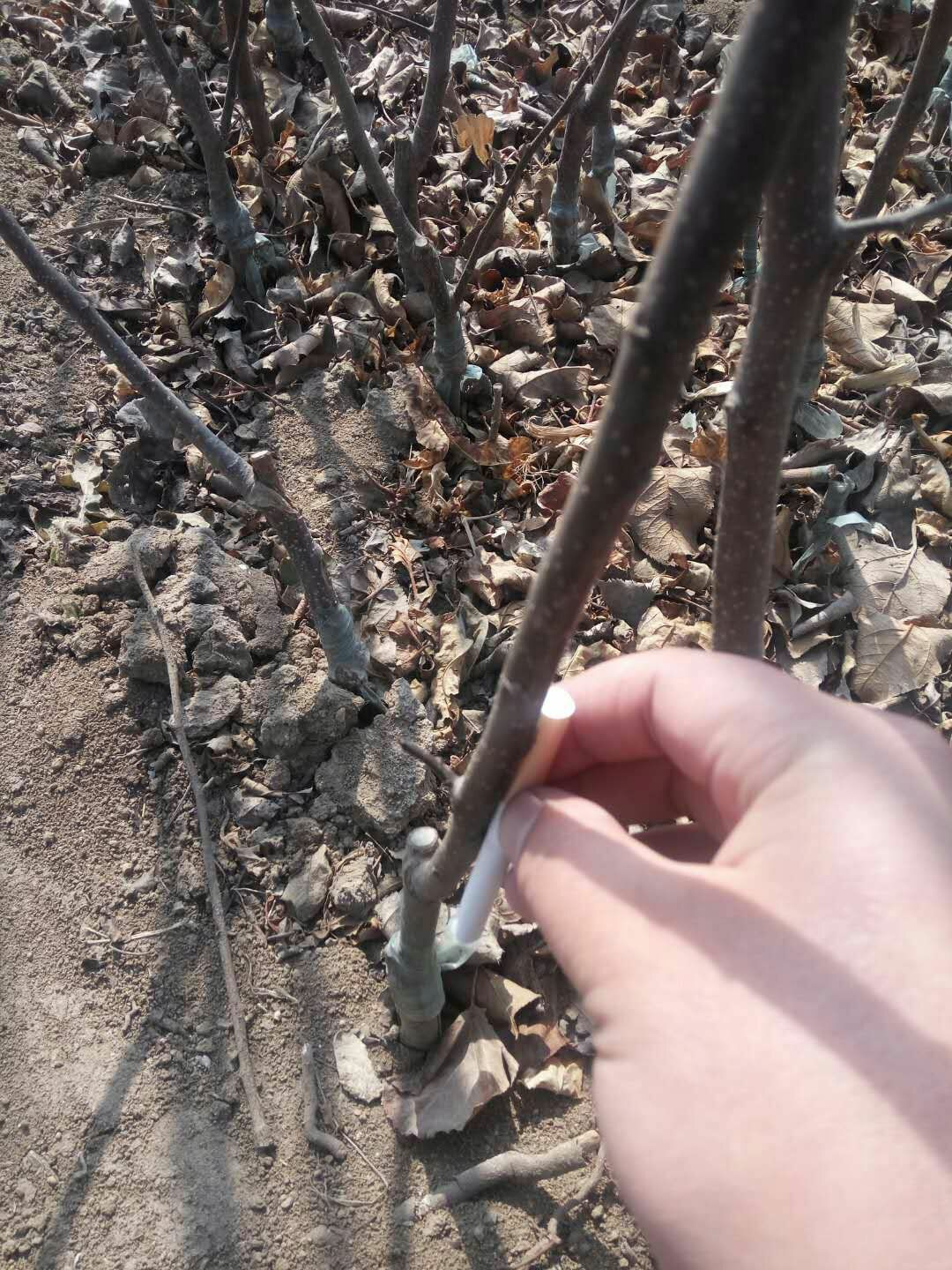 紅元帥蘋果苗批發(fā)