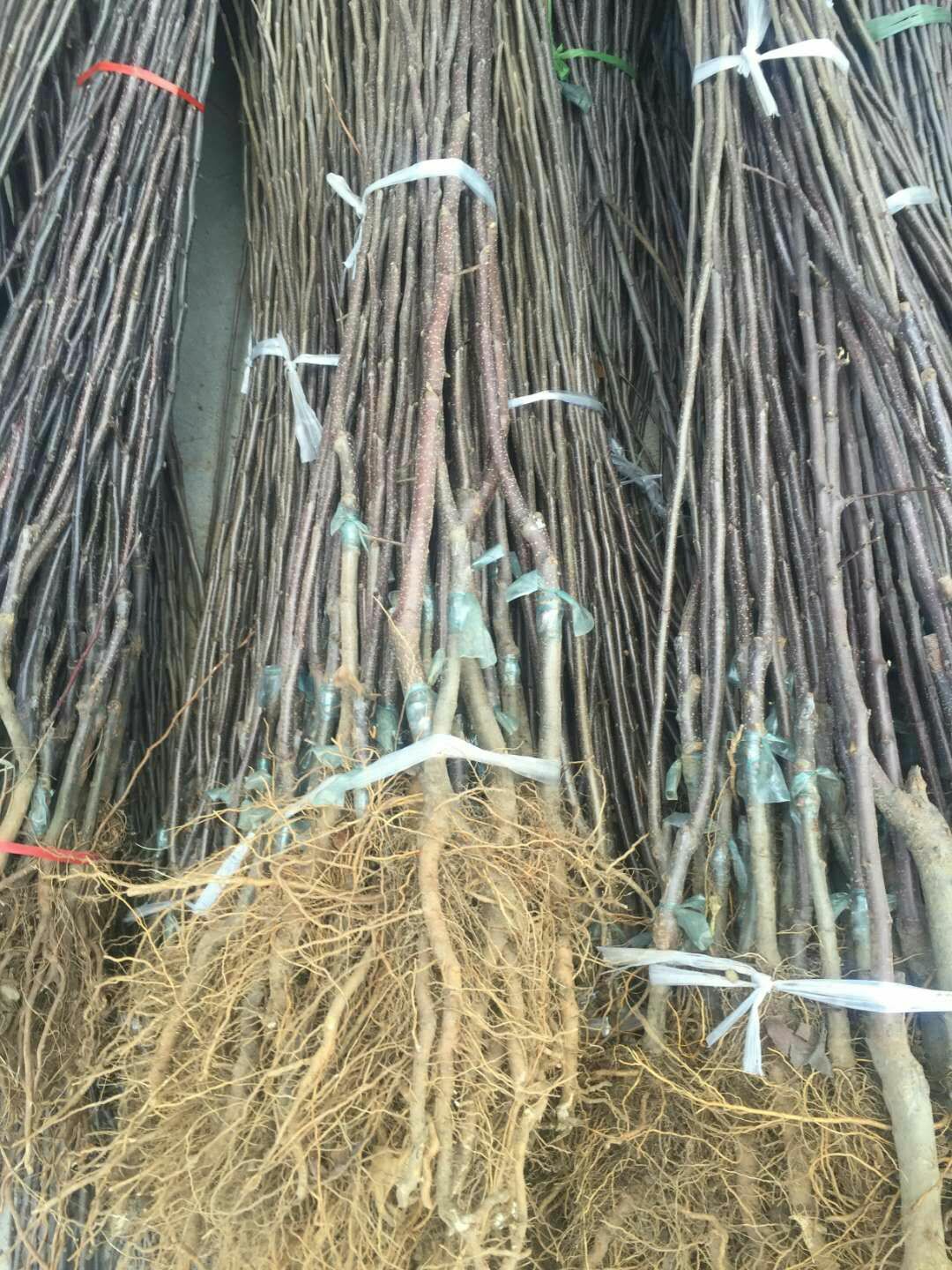 一公分紅玫瑰蘋果苗出售價(jià)格