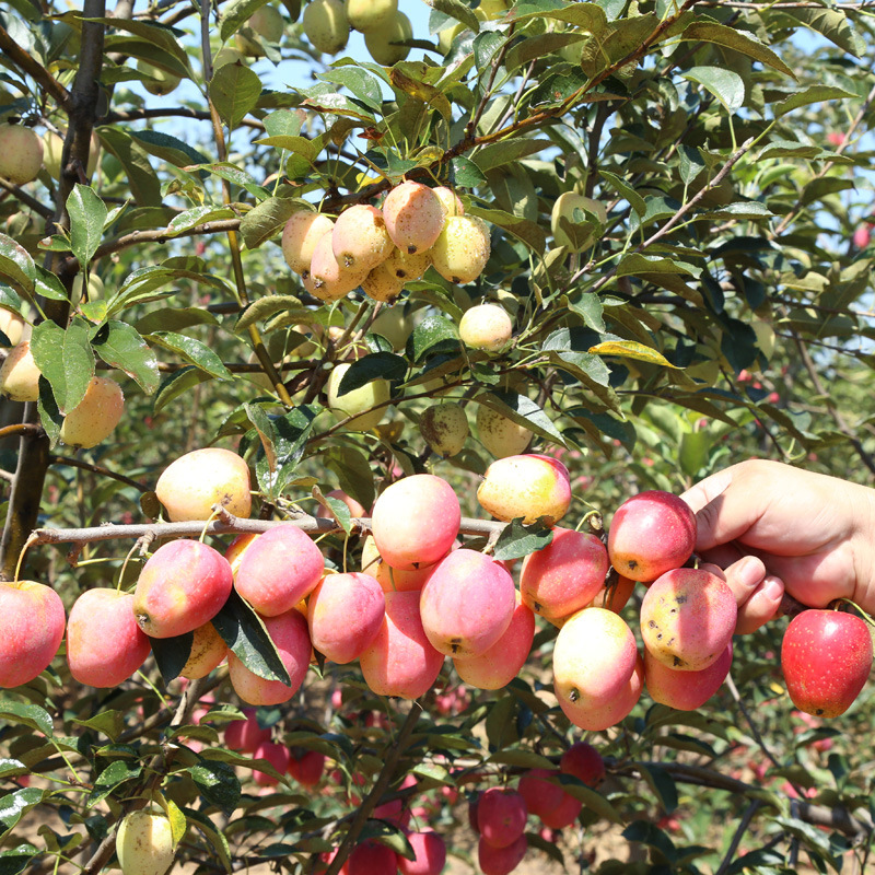 大紅榮蘋(píng)果苗供應(yīng)