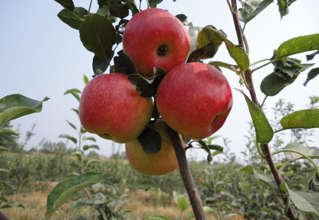 新红星苹果苗新品种