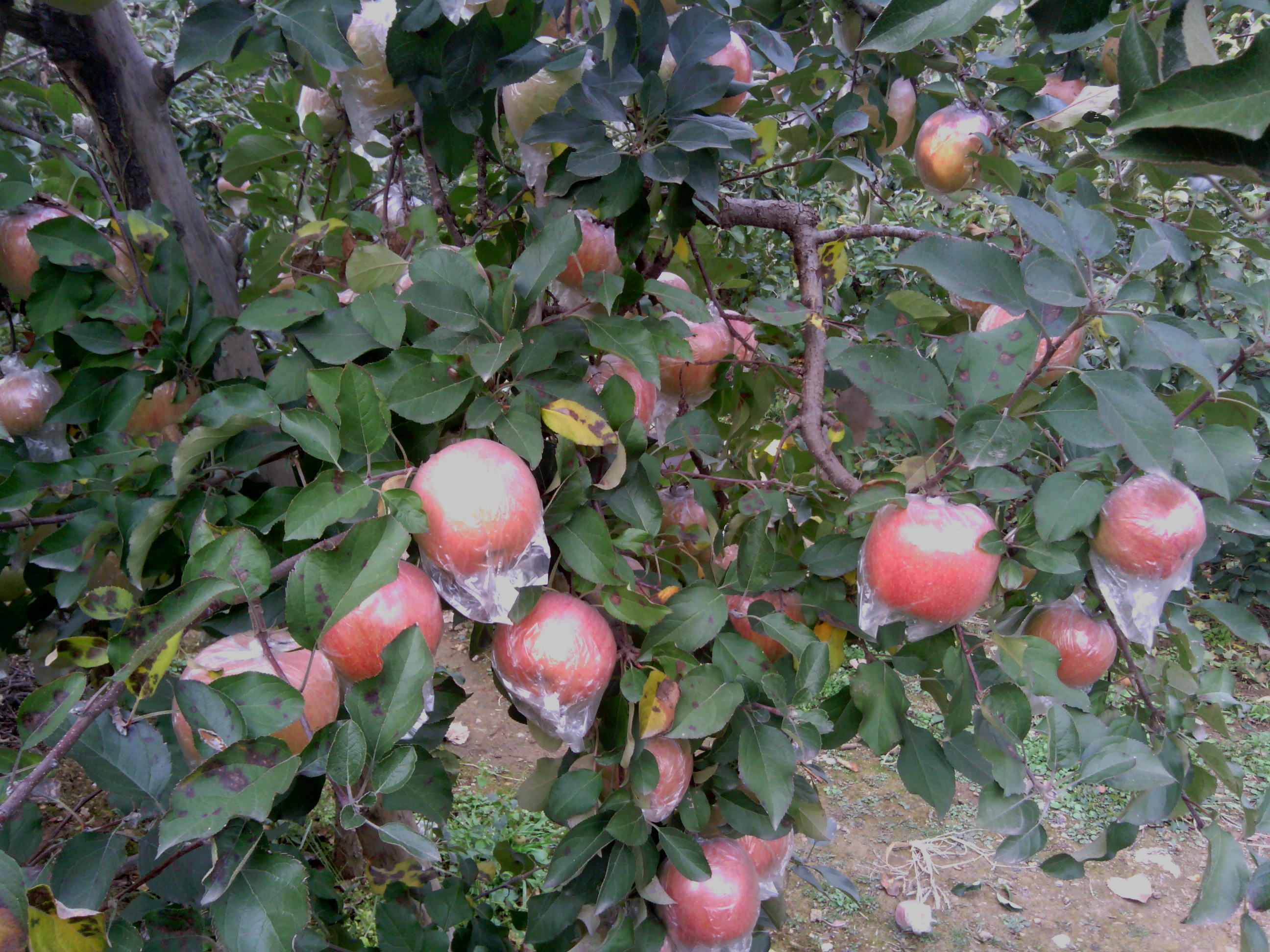 紅肉蘋果苗供應價格