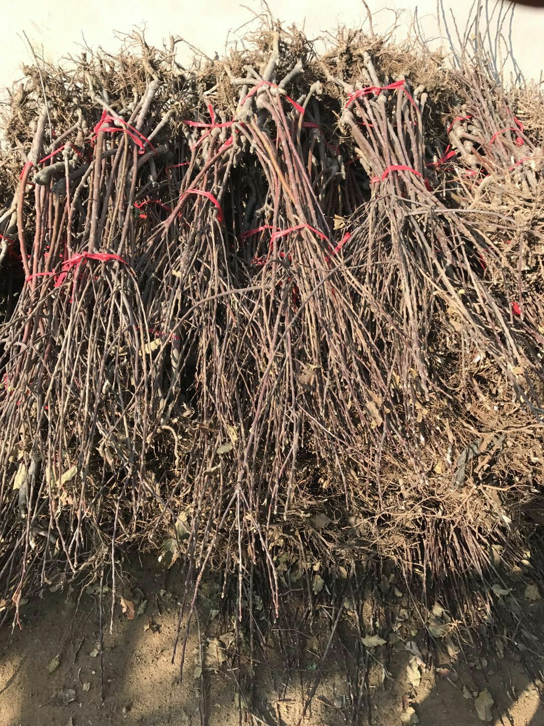 中秋王蘋果苗供應