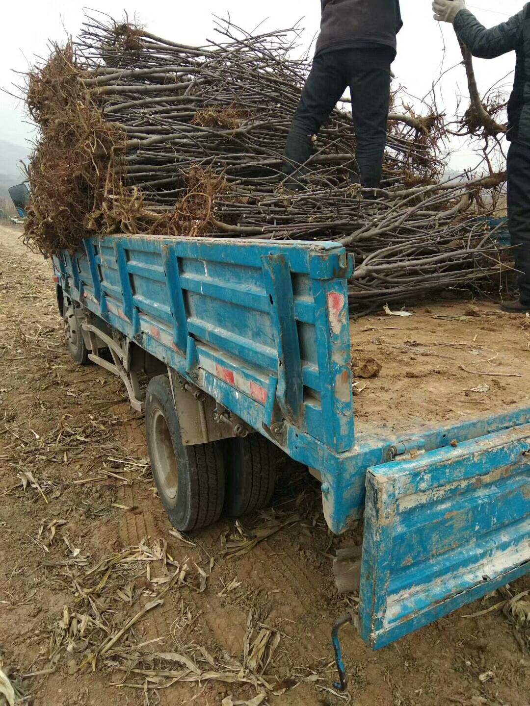 自根砧苹果苗基地与产地