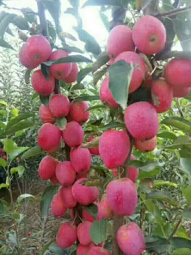 新红星苹果苗新品种