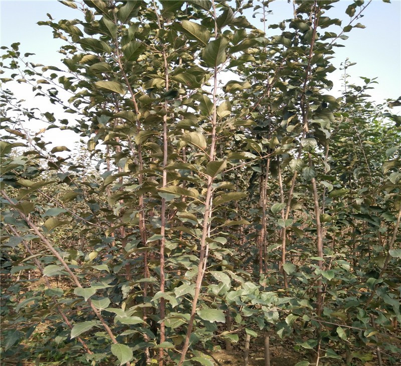 華夏蘋(píng)果苗新品種基地