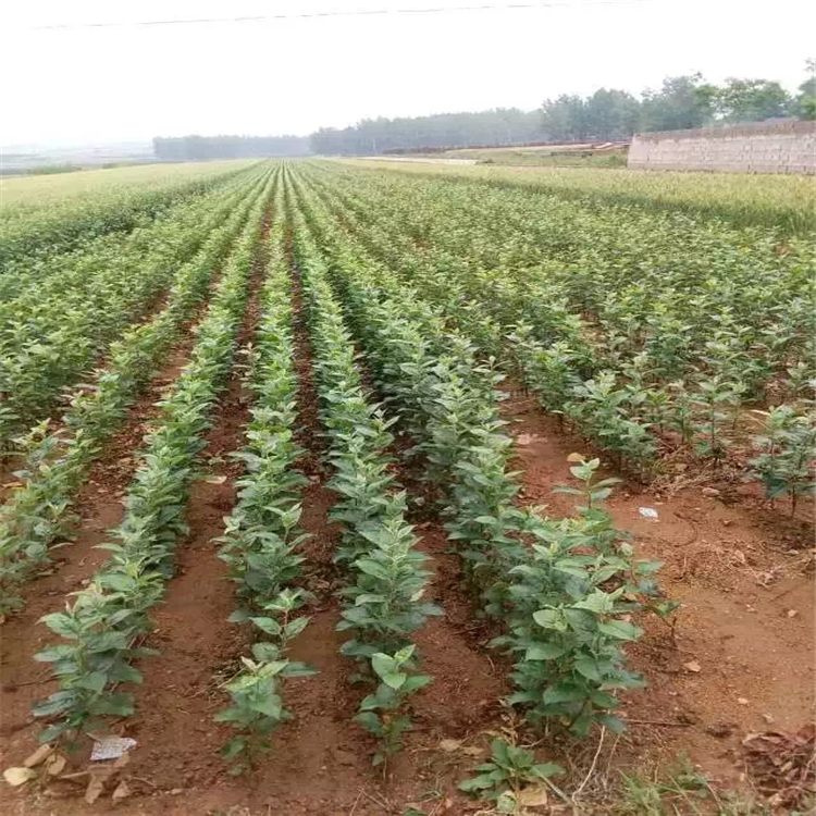 晨阳苹果苗批发价格