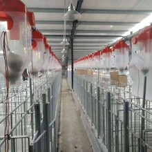 畜牧养殖设备全自动料线养殖料线料塔