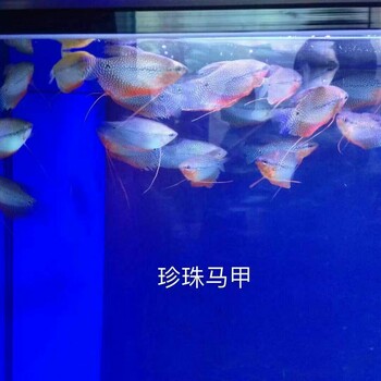 海洋生物展览动物表演