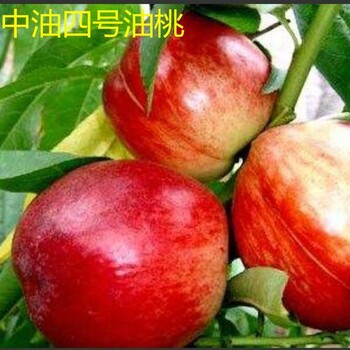 嘉峪關(guān)黃金蜜三號樹苗廠家基地