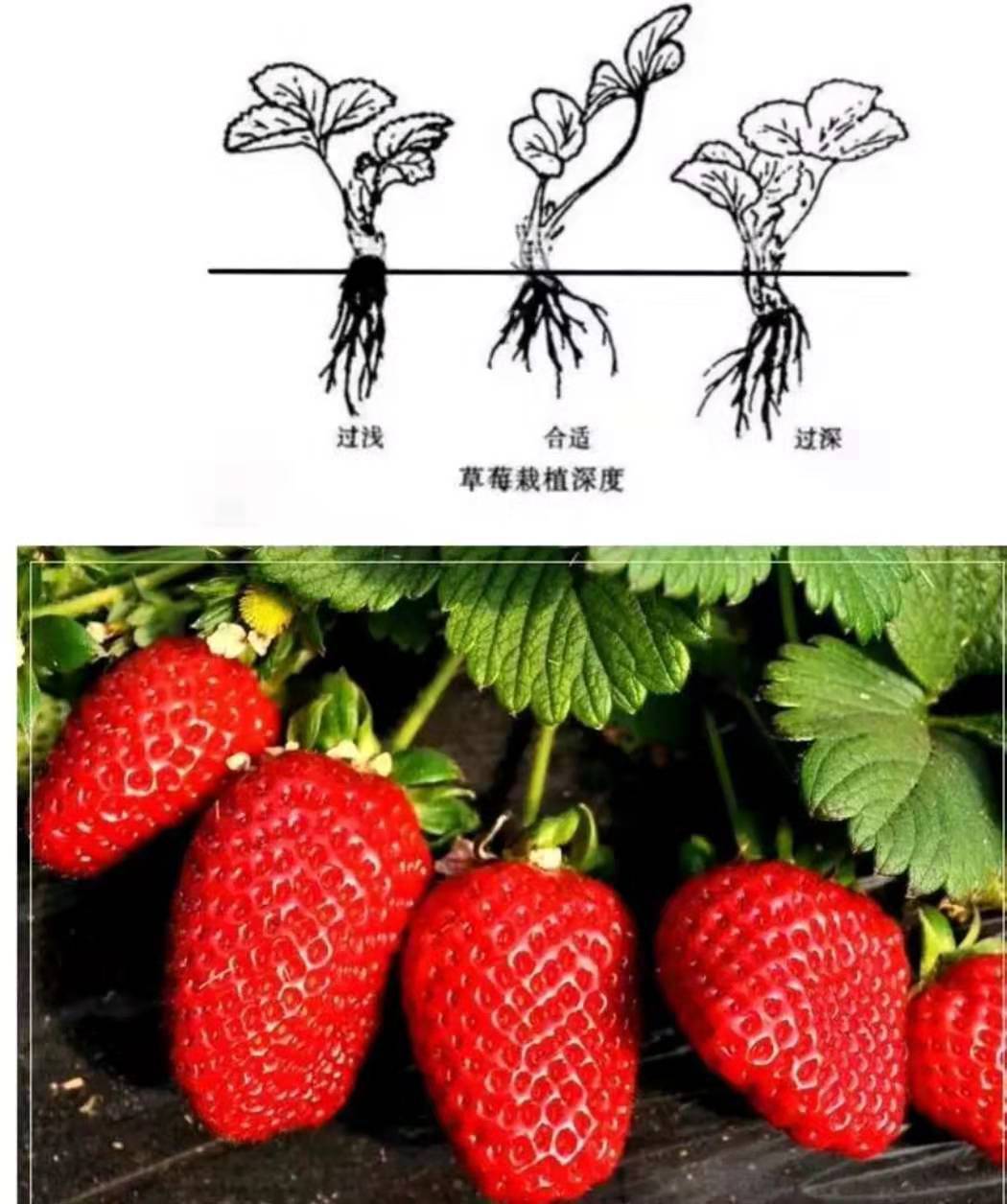 太原寧玉草莓苗管理