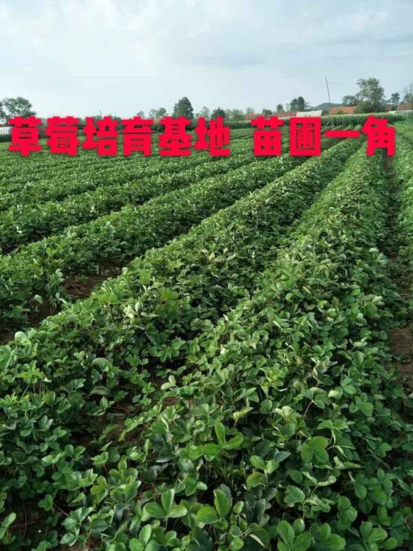 黔江寧玉草莓苗基地