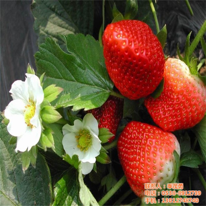 海西京郊小白草莓苗新報(bào)價(jià)