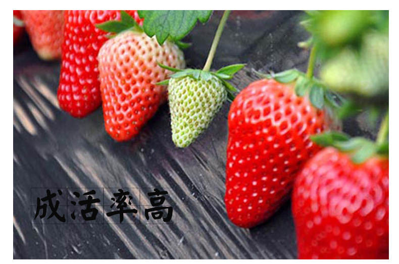 伊春紅實(shí)美草莓苗抗病蟲害