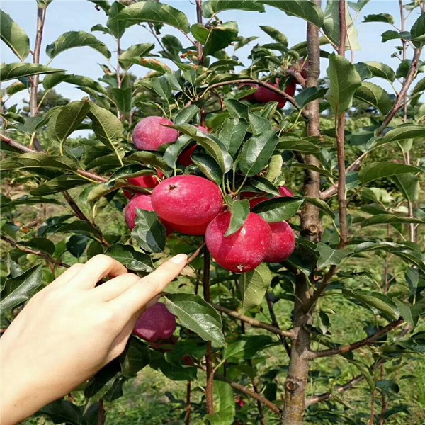 深圳M26矮化苹果苗数量大，万亩草莓苗