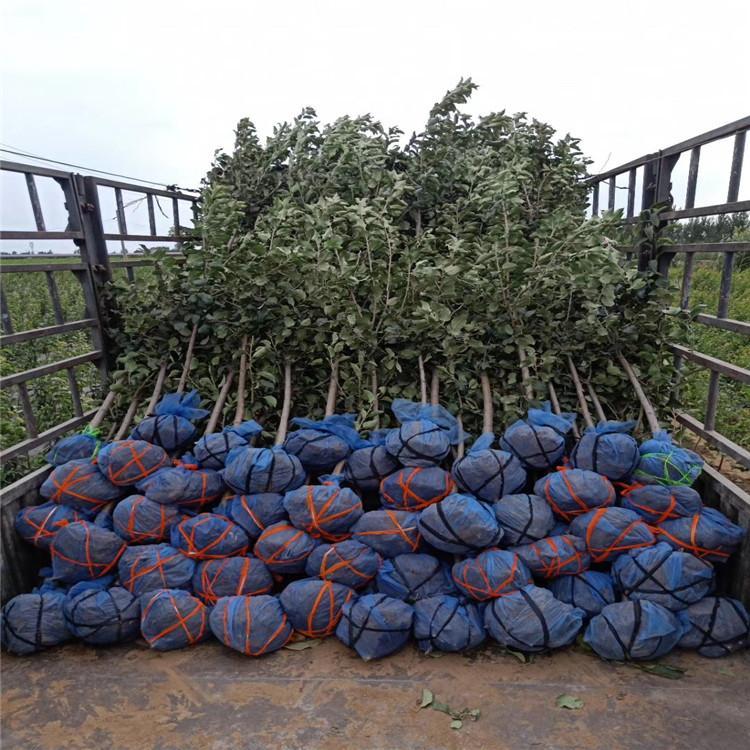 太原众成三号苹果苗繁育基地，出售基地