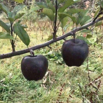 批发价格苹果苗鸡心果苹果苗