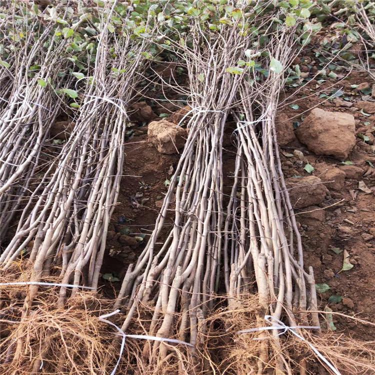 崇左红肉苹果苗苹果苗泰安基地