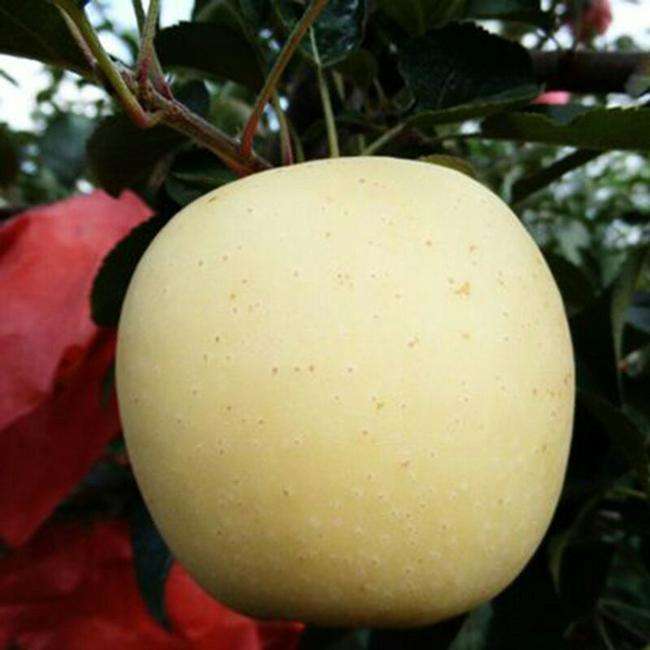 荆门红富士苹果苗苹果苗种植要点