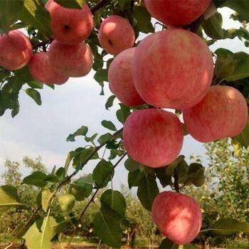种植要点苹果苗望乡红苹果苗