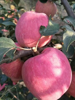 城口DX富士苹果苗种苗保障，万亩草莓苗