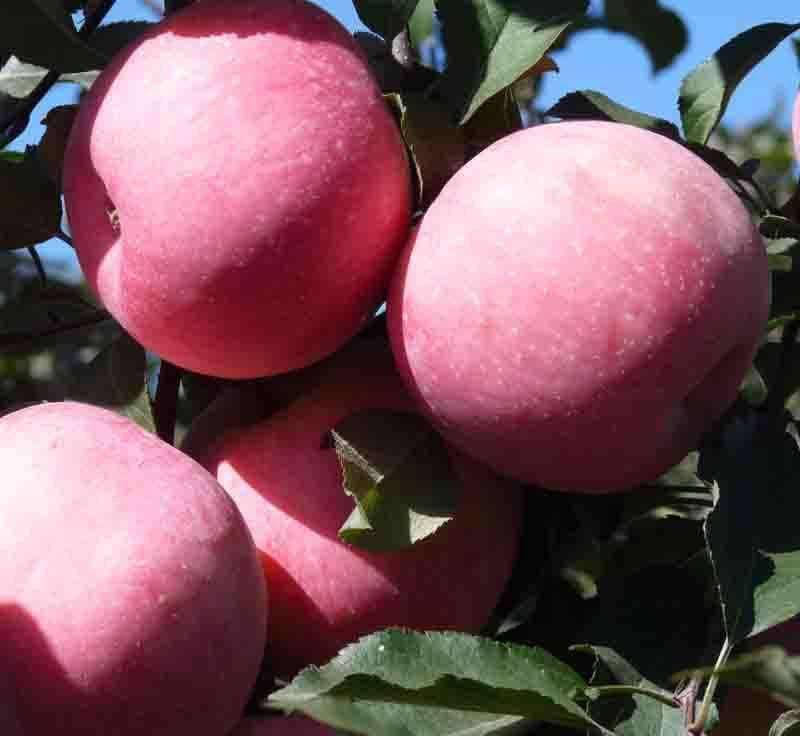 荆门红富士苹果苗苹果苗种植要点