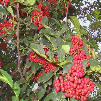 江苏盐城花椒苗基地现挖现卖0.6公分花椒苗