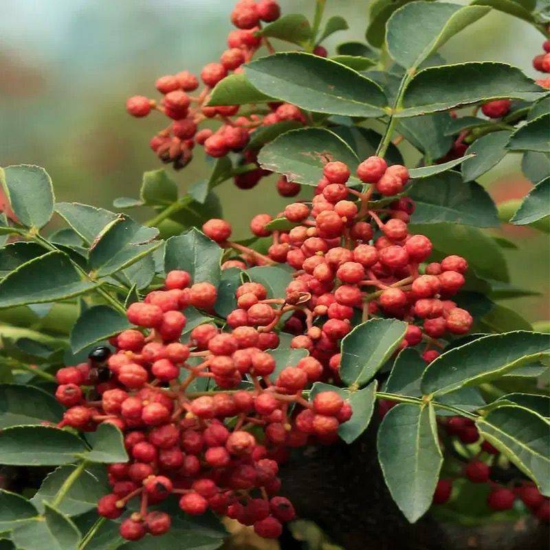 河南许昌花椒苗批发价格花椒种植基地