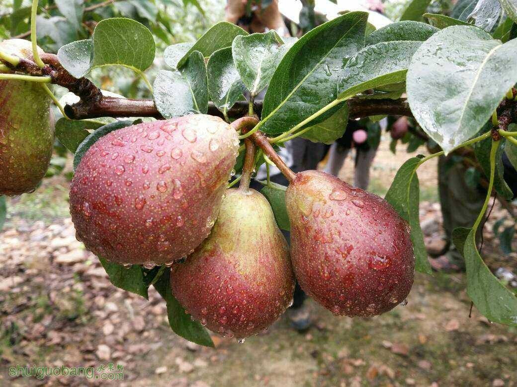 河南洛阳晚秋黄梨树苗基地批发价格同心苗木