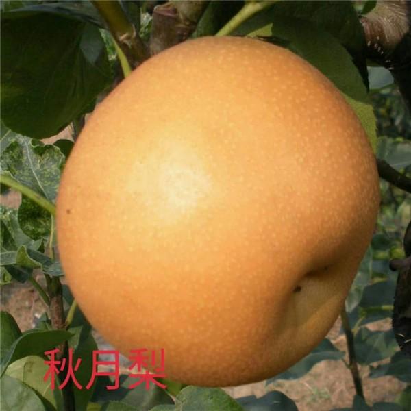 北京西城3公分的早酥红梨树苗价格装车价格