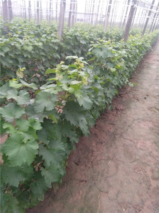 葡萄苗種植技術(shù)3公分葡萄苗當(dāng)年結(jié)果 