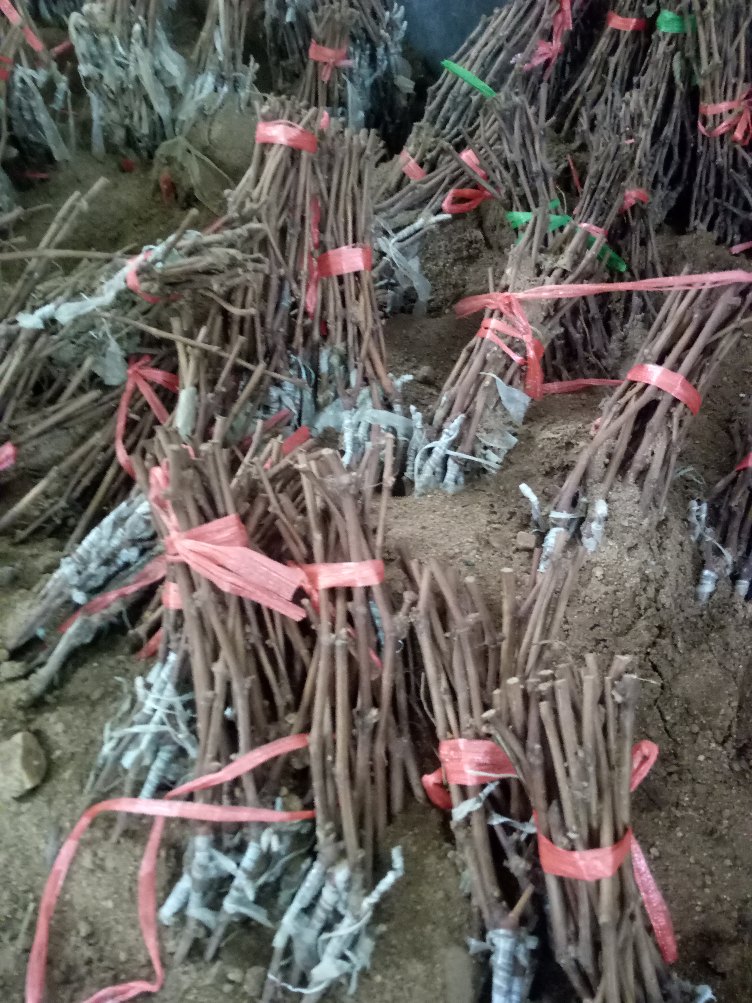 葡萄苗種植技術(shù)3公分葡萄苗當(dāng)年結(jié)果 