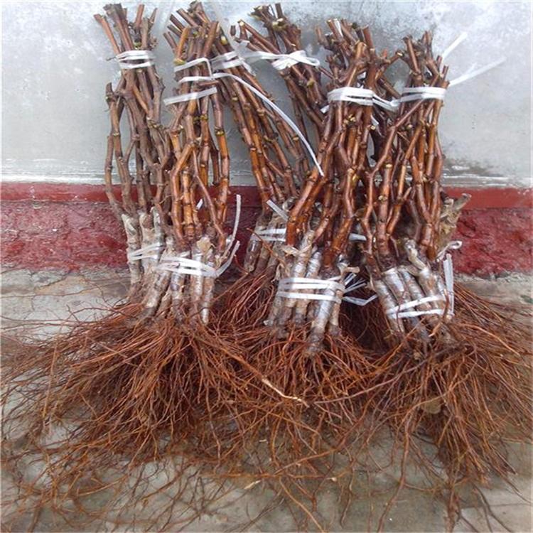 葡萄苗基地現(xiàn)貨量大巨峰葡萄苗管理經(jīng)驗(yàn)