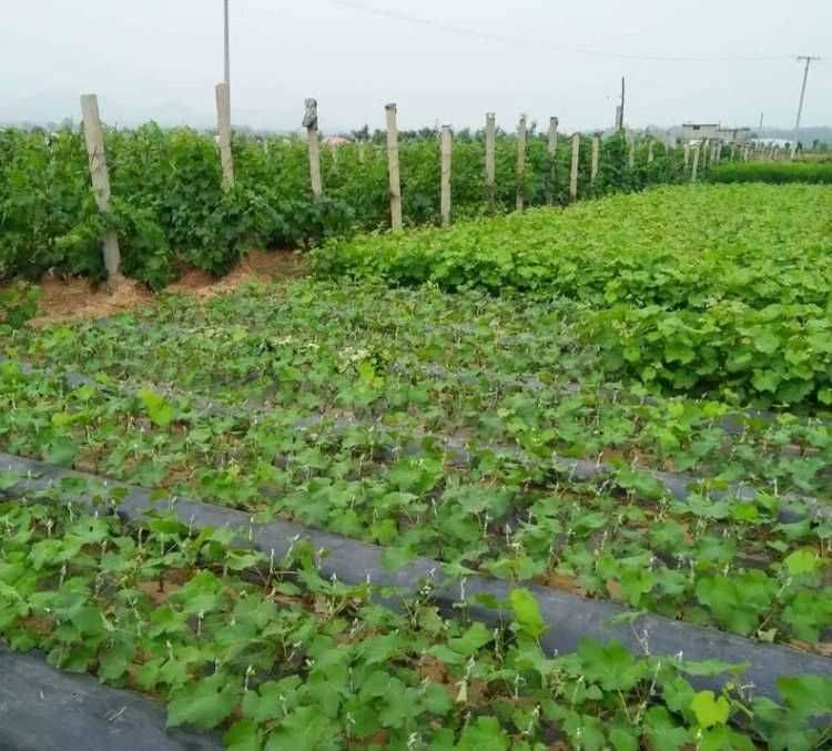 葡萄苗種植技術(shù)3公分葡萄苗當(dāng)年結(jié)果 