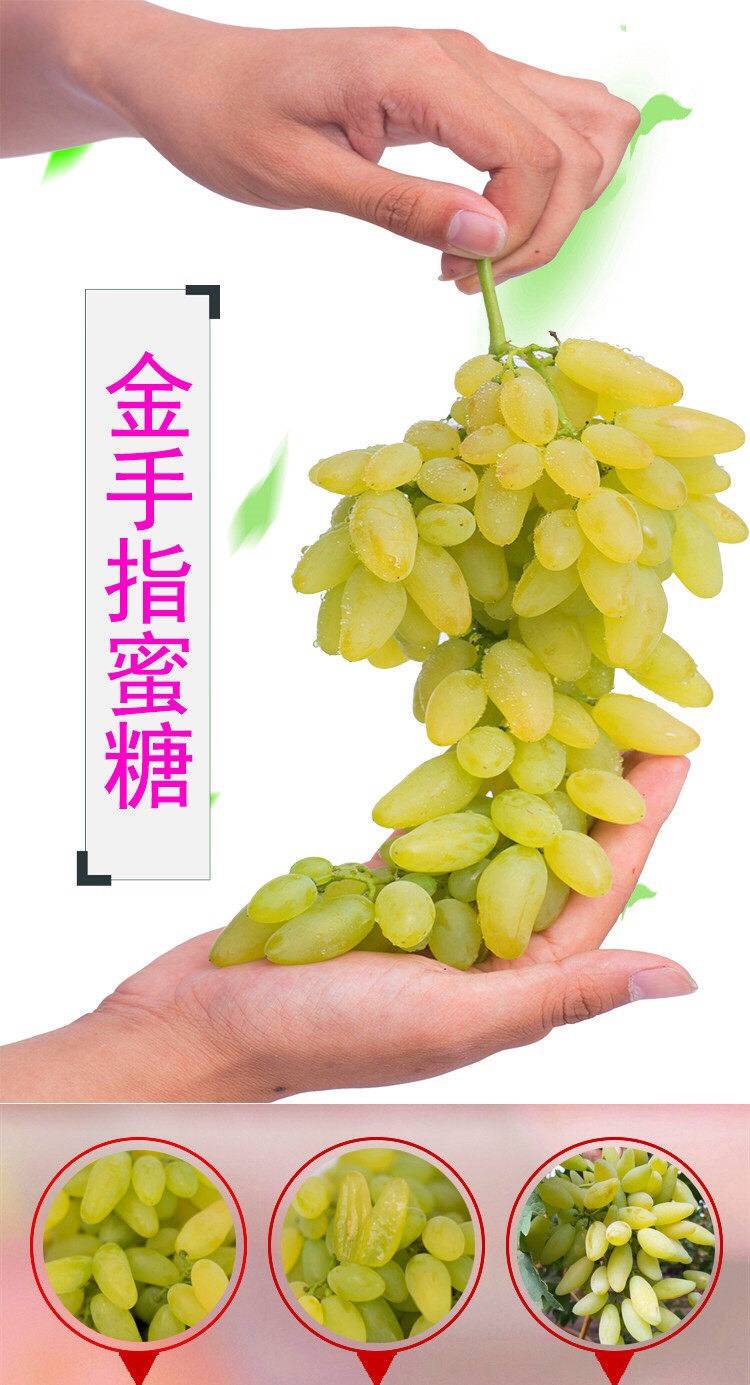 葡萄苗基地現(xiàn)貨量大巨峰葡萄苗管理經(jīng)驗(yàn)