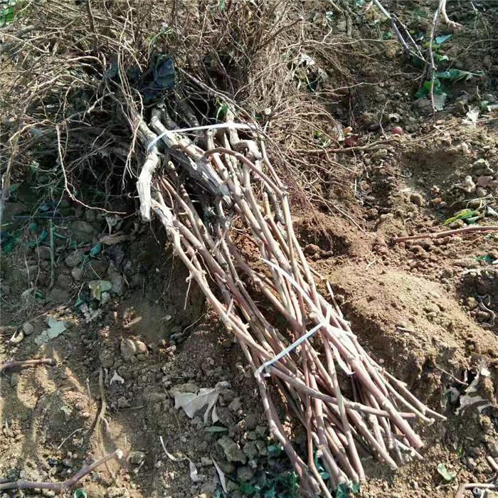 葡萄苗種植技術(shù)3公分葡萄苗當(dāng)年結(jié)果 