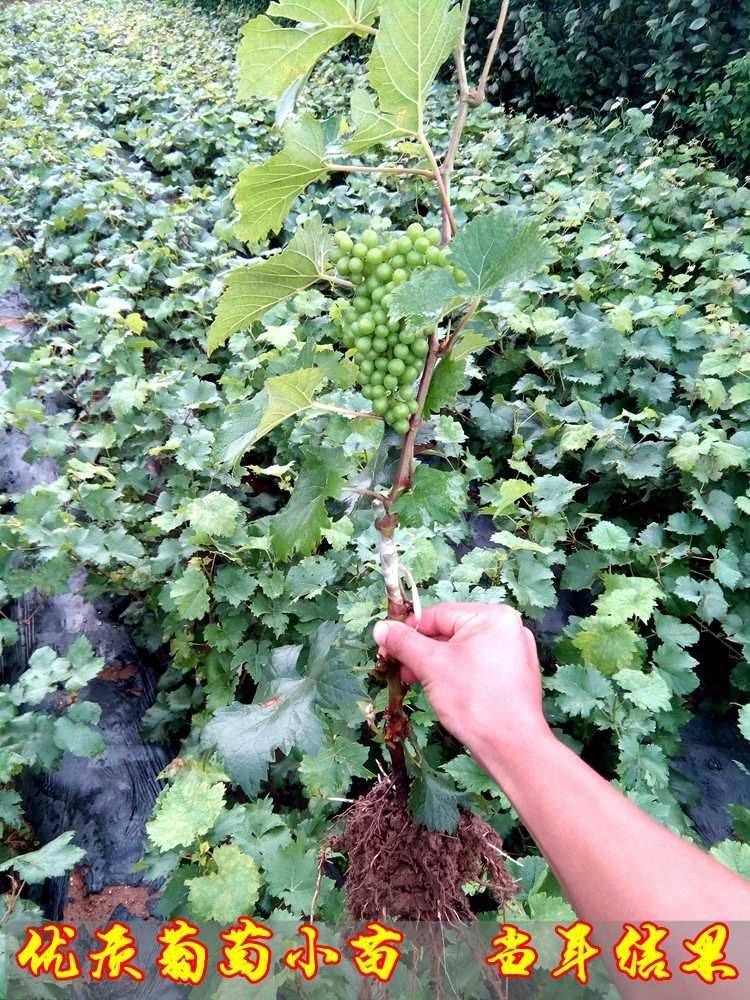 葡萄苗種植技術(shù)3公分葡萄苗當(dāng)年結(jié)果 
