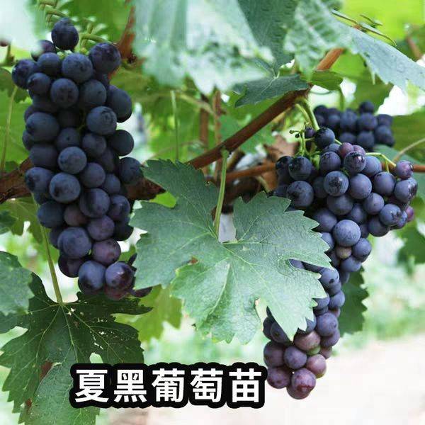 山東葡萄苗基地 巨峰葡萄苗管理經(jīng)驗(yàn)