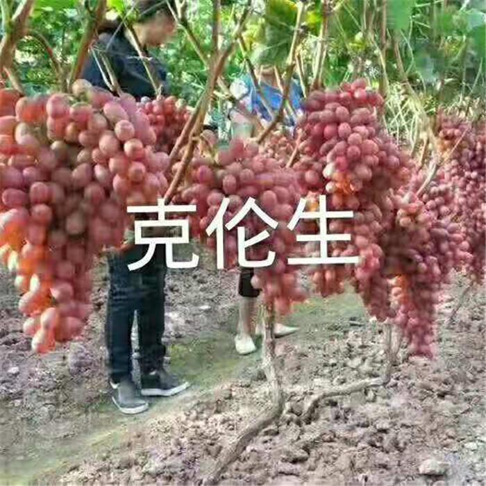 葡萄苗種植技術(shù)3公分葡萄苗當(dāng)年結(jié)果 
