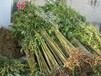 安徽亳州香椿苗包结果2年生香椿树苗