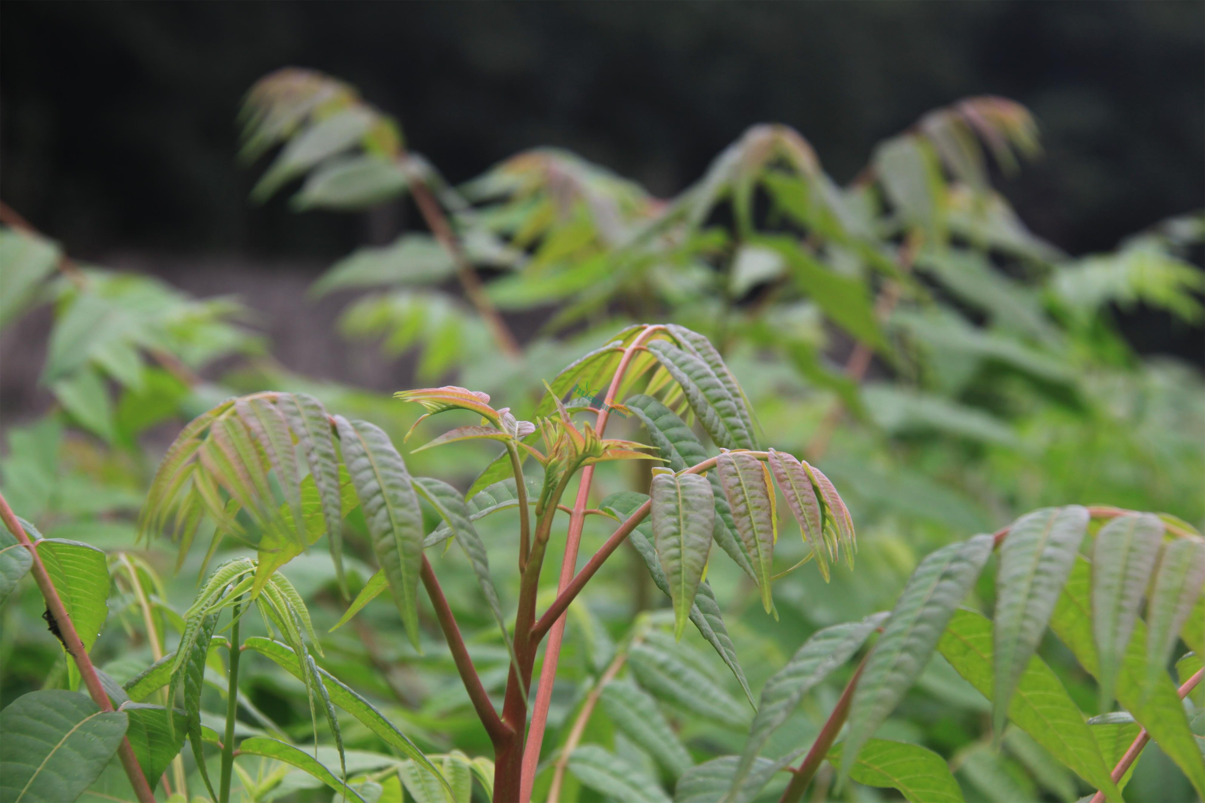 江苏南京香椿苗种植要点1公分粗香椿苗