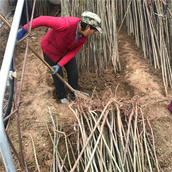 辽宁朝阳香椿苗产地成活率高